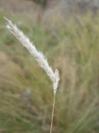 Image result for Elionurus muticus