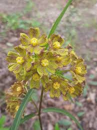 Image result for Glossostelma carsonii