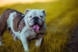Just brush your dog more until the shedding is over. The Best Shampoo For Bulldogs With Allergies Dermatitis Odour 2020