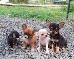 Chihuahuas Pelo Corto Y Largo Pedigree De Fca 2 800 00 Razas De Perros Chihuahua Perros Chiguagua Perros Chihuahua