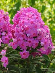 Phlox Cosmopolitan Bluestone Perennials Flowers Perennials How To Attract Hummingbirds Flowers That Attract Hummingbirds