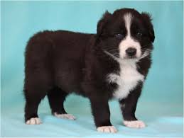 To preserve the breed and for others to experience. English Shepherd Puppies Facts Pictures Breeders Temperament Animals Breeds
