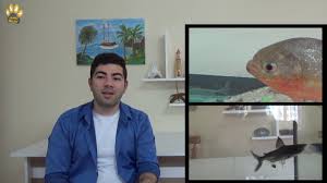 Pirana Mi Kopek Baligi Mi Beslemeliyim Youtube