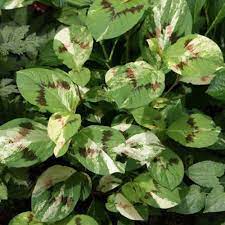 Persicaria Virginiana Painter S Palette Seeds Jumpseed Virginia Knotweed Tovara Herb Garden Pallet Pallet Garden Flower Seeds