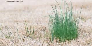 When grass goes dormant for the cold winter months, it shuts down and turns brown in order to conserve water and nutrients. Dormant Vs Dead Grass How To Tell The Difference Cg Lawn
