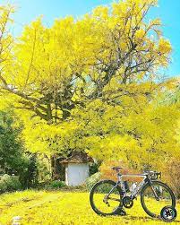 シクログラフィー 自転車 ロードバイクのある生活を楽しむ 自転車 ロードバイク 楽しむ 自転車