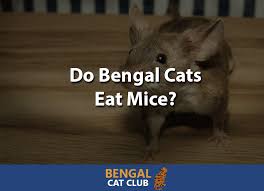 Cats have something called a hunting instinct which is exactly why they lose their minds over a laser light or a string with a feather on the we started getting mice in our house when it started getting cold. Do Bengal Cats Eat Mice Bengal Cat Club