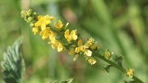 Image result for Agrimonia