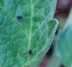 Image result for BLACKFLY ON TOMATO PLANTS
