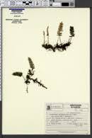 Image result for Pleopeltis  × simiana