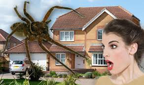 Here is a list of effective ways to get rid of them. How To Get Rid Of Spiders Keep Spiders Away From Your Home With This 1 50 Essential Oil Express Co Uk