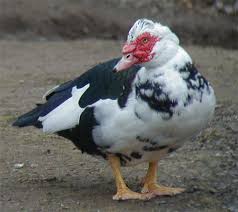 Muscovy Duck Facts Habitat Diet Behavior As Pets Photos