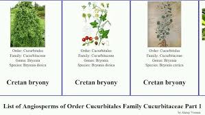 Image result for Cucumis humifructus