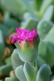 Image result for Aizoaceae