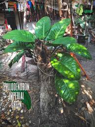 Philodendron Imperial Green Di 2020 Tanaman Hiasan