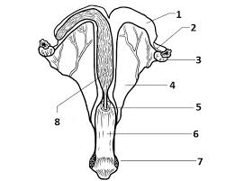 Female horse reproductive diagram Diagram | Quizlet