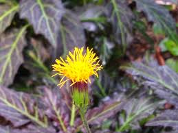 Image result for Gynura pseudochina