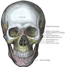 Maybe you would like to learn more about one of these? Anterior Nasal Spine