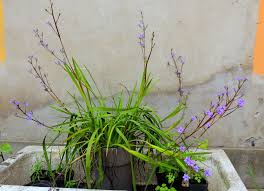 Image result for Aristea ecklonii