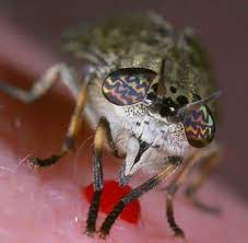 Ohne schutz vor dem offenen fenster, ist das appetitliche mahl für mücken allabendlich angerichtet. Insekten Wen Mucken Am Liebsten Stechen Welt