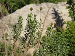 Image result for Dimorphotheca cuneata