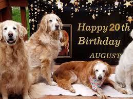 I breed golden retrievers that have been carefully chosen to produce family companions with excellent temperaments, good conformation and that are intelligent and easy to train. Meet Augie The 20 Year Old Golden Retriever Who Might Have Just Set An Age Record Smart News Smithsonian Magazine