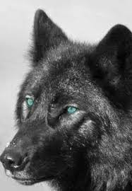 Black And Brown Wolf Pin By Ellary Brandenburg On Black Wolfs 3 Wolf With Blue Eyes Wolf Dog Wolf Hybrid