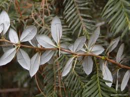 Image result for Berberis verruculosa