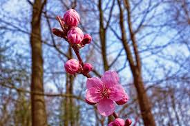 Musim semi di jepang diikuti dengan mekarnya bunga sakura. Bunga Sakura Mekar Paling Dini Di Kyoto Dalam 1 200 Tahun Antara News Bengkulu