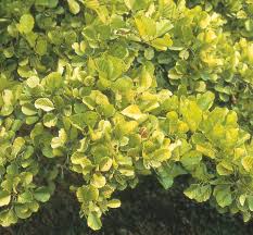 Aurea's profile including the latest music, albums, songs, music videos and more updates. Alnus Glutinosa Aurea Alnus Glutinosa Aurea Van Den Berk Baumschulen