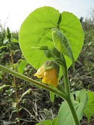 Image result for Abutilon grantii