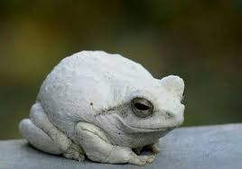Black And White Frog Species White Frog Albino Animals Rare Albino Animals Frog