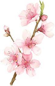 Peach Blossom Watercolor Flowers Watercolor Art Flower Painting