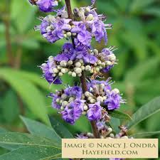 Image result for Vitex franceseana