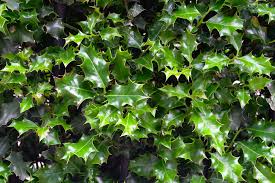 Image result for Ilex