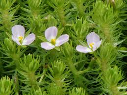 Image result for Mayacaceae