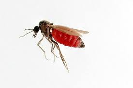Search how to stop gnats from biting. Biting Midges Attack Early This Year Iceland Monitor