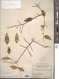 Image result for Strychnos mellodora