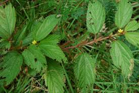 Image result for Corchorus aestuans