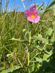 Image result for Kosteletzkya grantii