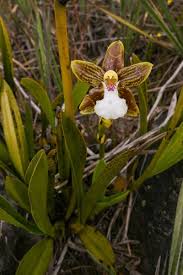 Image result for Geigeria burkei