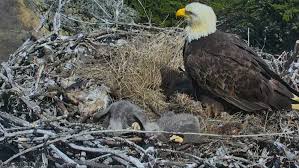 This, i suspect, is the source of many misidentifications—combined with wishful thinking. Watch A Bald Eagle Freak Out During The Channel Islands Earthquake