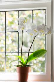 Orchids are widely sold as wholesale flowers for weddings , decorations and other occasions. Ask The Expert How To Make An Orchid Bloom Again Gardenista