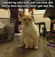 Just like watching funny cat videos, cat memes featuring our favorite felines are just as hilarious. Lolcats Clean Lol At Funny Cat Memes Funny Cat Pictures With Words On Them Lol Cat Memes Funny Cats Funny Cat Pictures With Words On