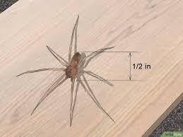 Identify A Brown Recluse Alabama Snake Spider Id Helper