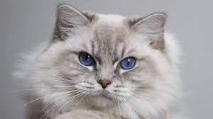 Experts have developed a number of standards of appearance, which must meet the british longhair cat: British Longhair Price Personality Lifespan