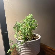 Image result for Adiantum soboliferum