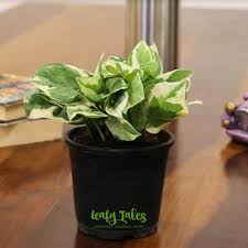 This happens a lot when you are. Scindapsus Aureus Black White Money Plant Rs 75 Unit Leafy Tales Id 21970295162