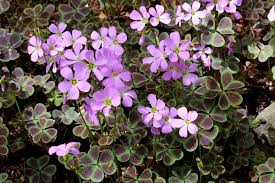 Image result for Oxalis purpurascens