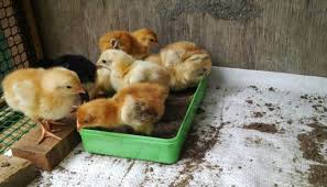 Calonjawara cara agar ayam mau makan dedak makanan ayam dedak efek ayam makan dedak gambar ayam makan dedak. 4 Racikan Makanan Anak Ayam Bangkok Hias Agar Cepat Besar